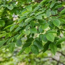 Image result for Celtis sinensis