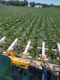 As Teens Wait For Work, Ag Firms Turn To Guest Workers To Tend To Midwest  Cornfields | Stlpr