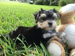 Jun 02, 2021 · greenfield puppies has been finding loving homes for puppies for over a decade. Morkie Puppy Videos Micheline S Pups