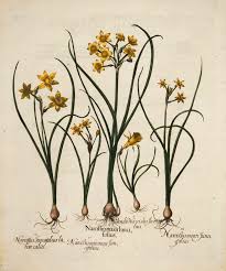Narcissus By Basilius Besler From Hortus Eystettensis Garden Of Eichstatt Nurnberg 1 Botanical Illustration Watercolor Botanical Illustration Botanical Art