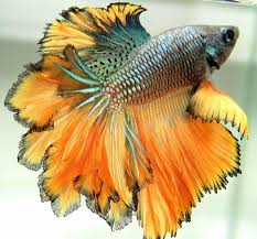 Ramble On Http Www Aquabid Com Cgi Bin Auction Closed Cgi V Beautiful Fish Betta Fish Colorful Fish