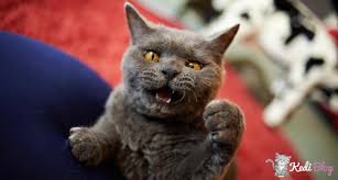 Kediler Neden Sinirlenir Kedi Sakinlestirme Yontemleri Kedi Blog