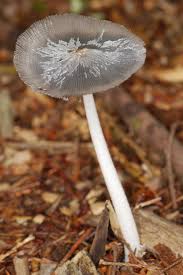 Image result for Coprinus lagopus