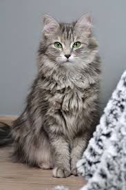 pin on here kitty kitty 2
