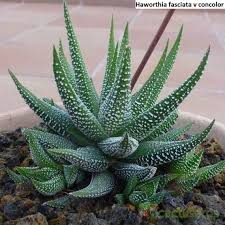 Discover our huge online selection of plants. Pin On Succulent Plants
