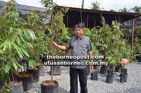Durian dengan bibit asal malaysia ini dikenal sebagai durian terbaik di tetty mengaku, ia telah menjual durian musang king sejak 2012. Chen Sedia Latihan Penanaman Musang King Secara Profesional Utusan Borneo Online