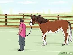 To lunge a horse properly means that your horse moves around you in a controlled manner in a circle on remember that no matter how careful you are accidents can always happen. How To Lunge A Horse With Pictures Wikihow