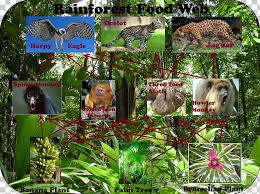 Food chain disruption can be a serious global problem. Amazon Rainforest Tropical Rainforest Food Web Primary Producers Png Clipart Acid Rain Amazon Rainforest Biome Consumer