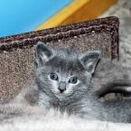 Russian Blue Kittens For Sale - Silver Blues Cattery