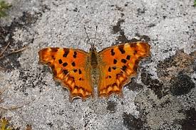 Image result for Polygonia c-album