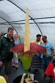 Image result for Amorphophallus