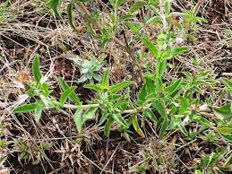 Image result for Ocimum filamentosum