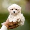 It is a cross between the shih tzu and the poodle. 3