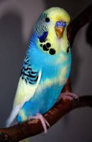 Birds Flying High Lyrics Lil Wayne 65 Hq Quality Cute Budgie Photos More Best Pet Birds Pet Birds Budgies