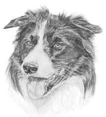 Voir plus d'idées sur le thème chiens border collie, chien, border collie. Border Collie 10x12 Print Drawing By Adam Crisford Artmajeur