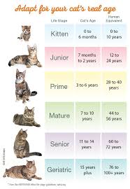 How To Calculate Cat Years To Human Years Catster Cat Ages Cat Lifespan Cat Years
