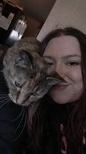 Lost Cat Persephone in Overland Park, Kansas, near Antioch Road