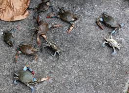 Maryland delivered has a variety of blue crab decor items along with nautical decor, lighthouse decor and maryland themed home decor items. 2011 My Traveling Joys