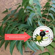 Mana nak cari daun semambu. Daun Semambu Vs Neem Balm