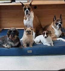 Groomingdales pet salon & day spa, beavercreek, ohio. Groomingdales Pet Salon Home Facebook