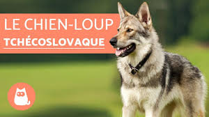 Le jeune loup est un familier terrestre, charmable pour la profession rôdeur. Le Chien Loup Tchecoslovaque Education Et Caracteristiques Youtube