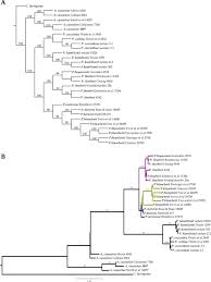 Image result for Pilostyles aethiopica