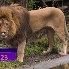 Maybe you would like to learn more about one of these? Zoo Dortmund Der Letzte Lowe Fliegt Davon Dortmund