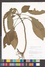 Image result for Zygophlebia villosissima