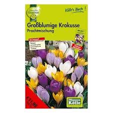 Krokusse im blumentopf gehalten bringen einen hauch von farbe im haus. Krokuszwiebeln Einpflanzen Pflanzen Kolle Youtube