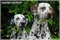 Genomia: Dalmatian dog