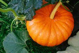 Pumpkins In Texas Grow Like A Pro In The Lonestar State