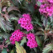 Image result for Spiraea x bumalda ´Crispa