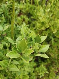 Image result for Phyllocladus