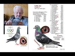 New Collection Of Racing Pigeons Youtube Racing Pigeons Pigeon Pigeon Loft