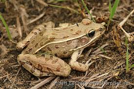 Image result for Leptochloa obtusiflora