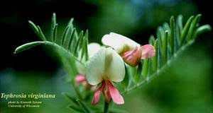 Image result for Tephrosia rhodesica