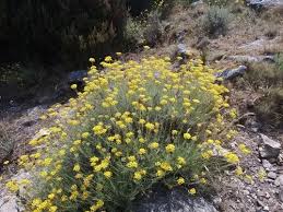 Image result for Helichrysum chasei
