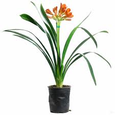 Image result for clivia