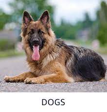 See more of pet shop near me on facebook. Pet Supplies Buy Pet Supplies Online At Best Prices In India Amazon In