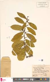 Image result for Pycnobotrya