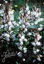 A single, unbranched stem is responsible for the height. Jelitto Perennial Seed Campanula Latifolia Var Macrantha Alba Seeds