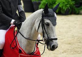 Les Chevaux De Sports Silvana Hdc Silvana Lors Du Grand Prix Coupe Du Monde D Equita Lyon Cheval Photos De Chevaux Saut D Obstacles