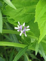 Image result for Isoglossa sp. A