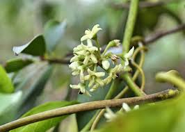 Image result for Marsdenia