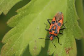 Image result for Canthium bugoyense