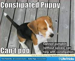 Pin By Jackie Chesson On Animals 3 Constipated Dog Dogs Dog Parents