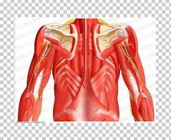 Anatomy of ilioinguinal and iliohypogastric nerves in relation to trocar placement and low transverse incisions. Serratus Posterior Superior Muscle Abdomen Serratus Posterior Inferior Muscle Pelvis Png Clipart Abdomen Abdomen Anatomy Arm
