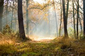 Autumn morning sun in a forest by Johan Ferret by Johan-Fret