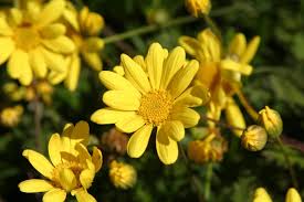 Image result for Euryops