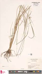 Image result for Steinchisma